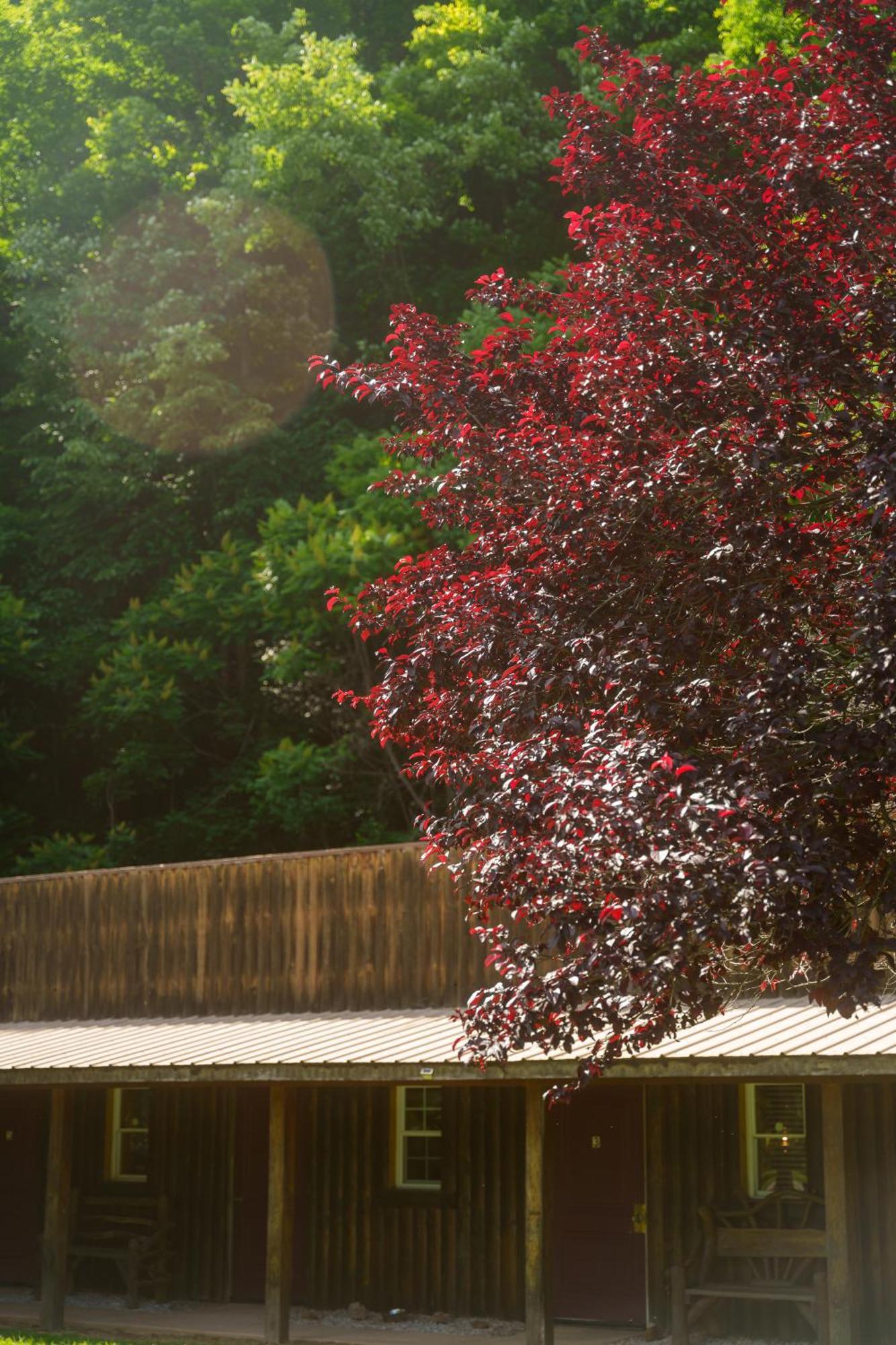 Seneca Rocks Seneca Pines Lodge المظهر الخارجي الصورة